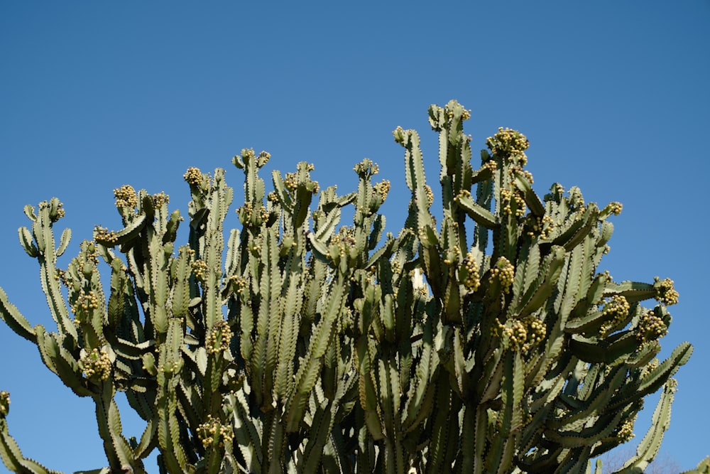 a large green cactus with lots of leaves