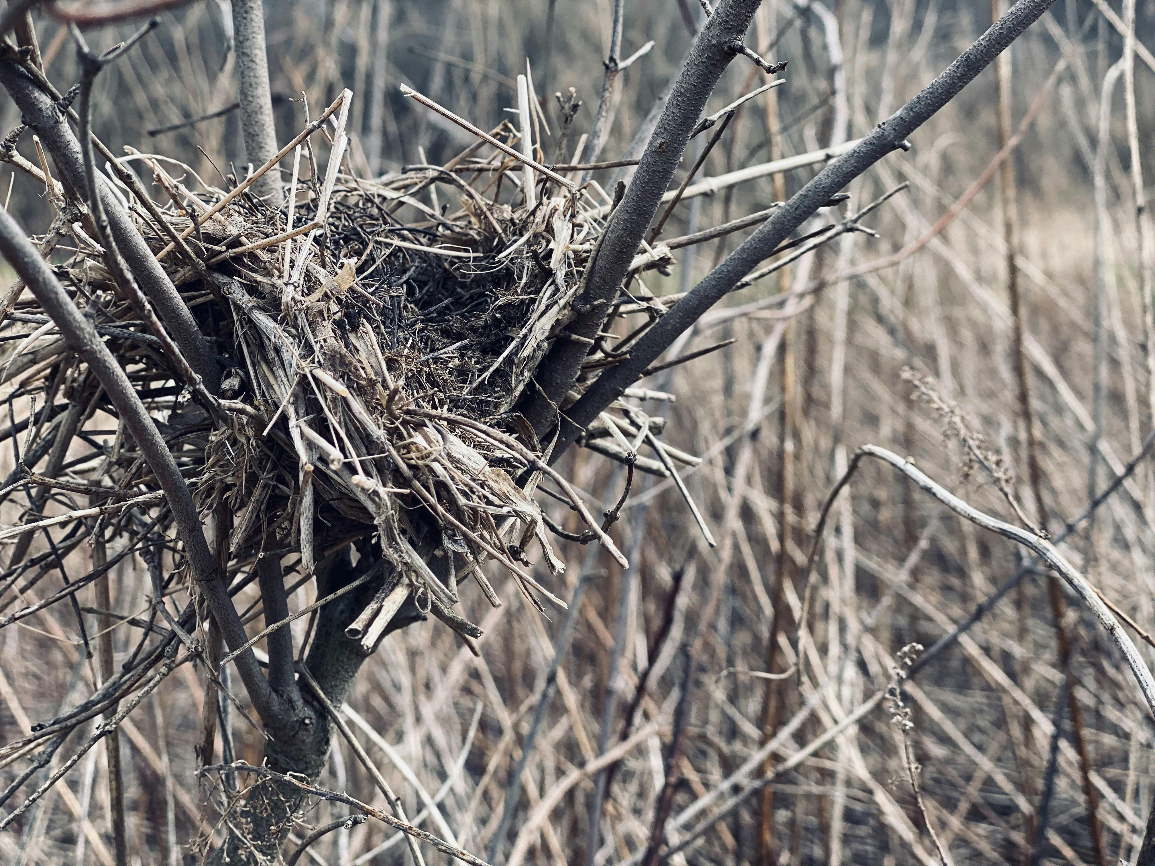 Ein Vogelnest in einem kahlen Baum auf einem Feld
