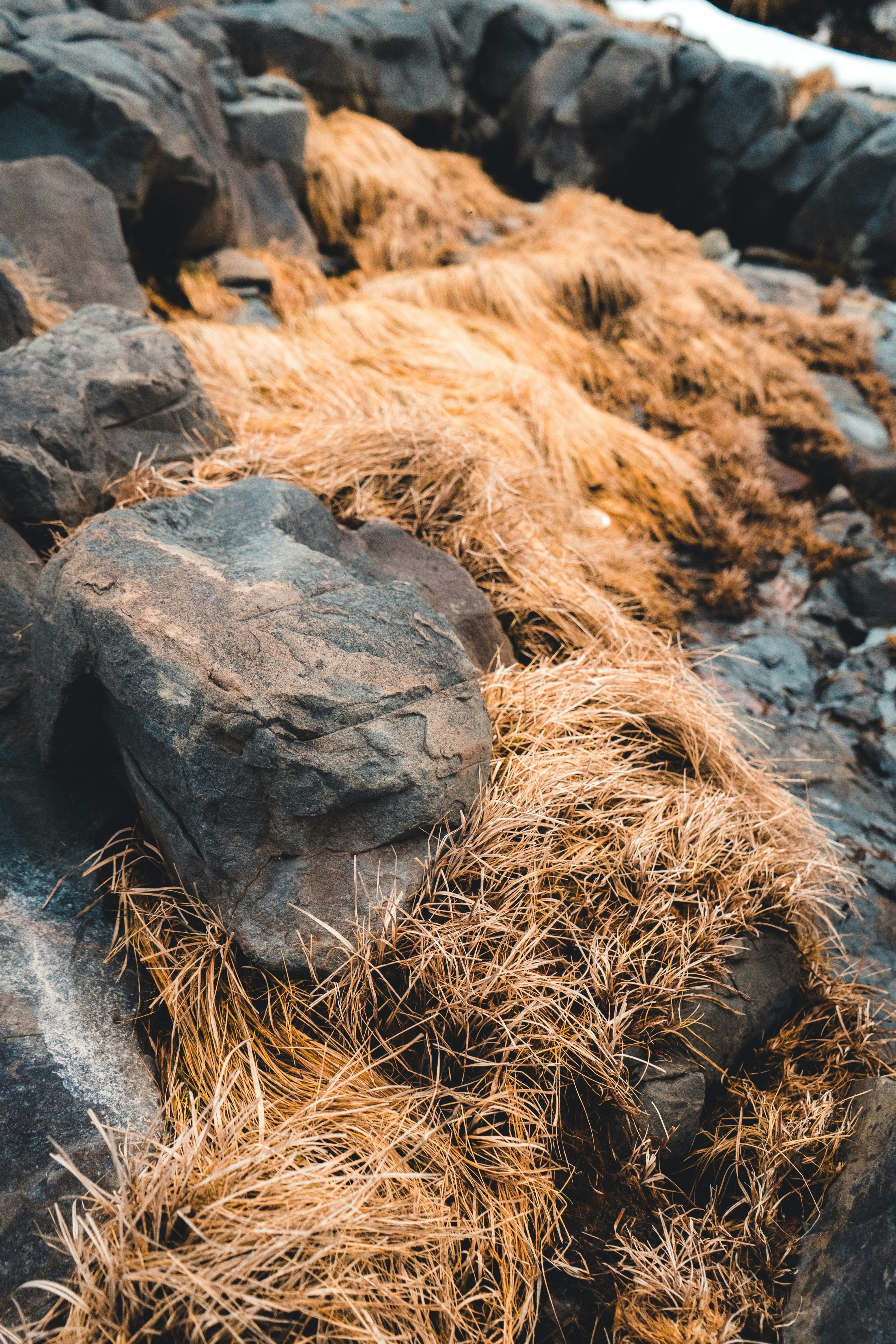 A close up of rocks and grass on a beach photo – Free Rock Image on ...