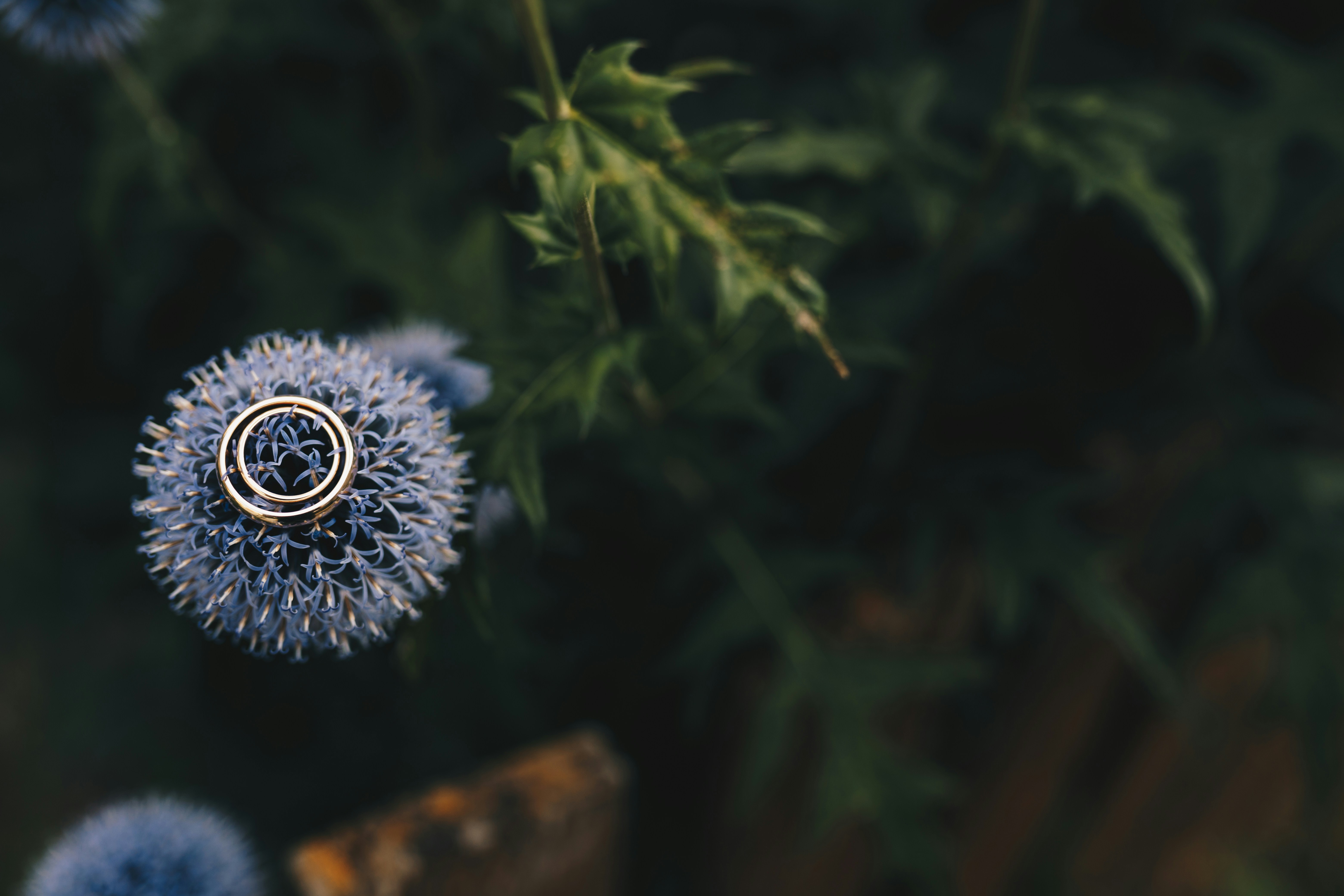 um close up de uma flor azul com um anel sobre ele