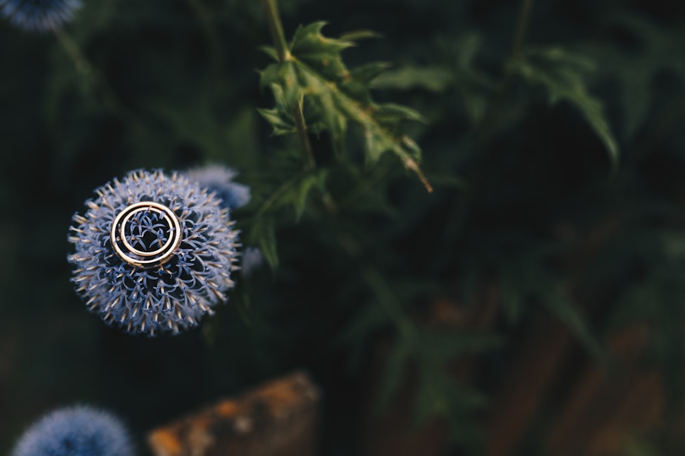 a close up of a blue flower with a ring on it