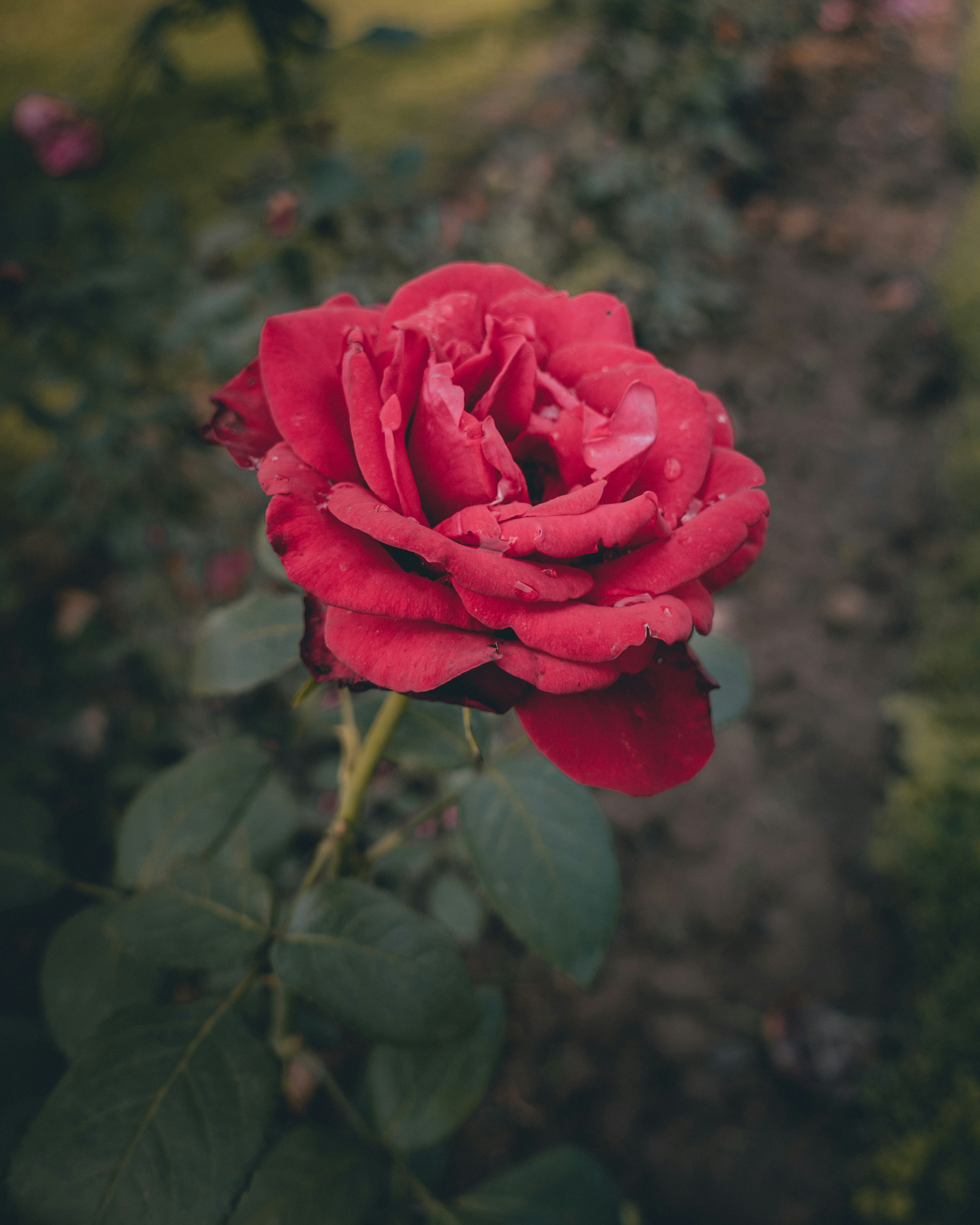 a red rose is blooming in a garden