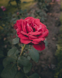 a red rose is blooming in a garden