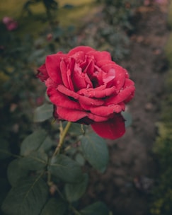 a red rose is blooming in a garden