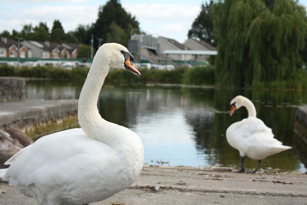 a couple of white swans standing next to a body of water