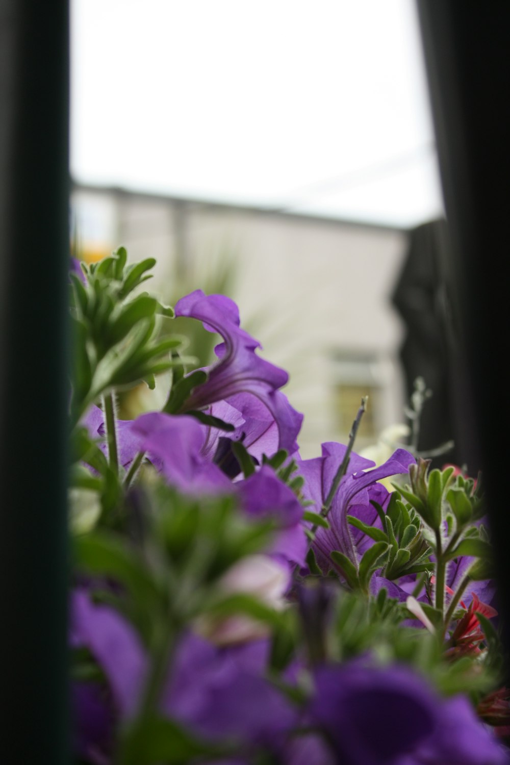 a bunch of purple flowers sitting in a window sill