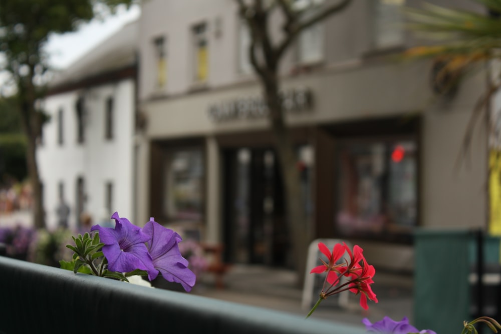 purple and red flowers are in a window box