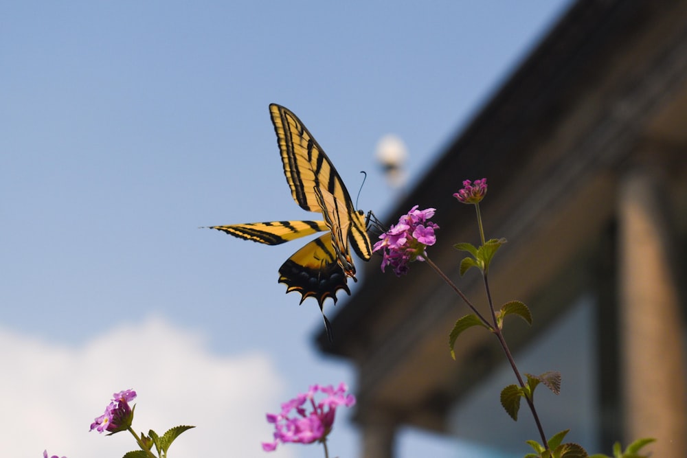 a yellow and black butterfly sitting on a purple flower