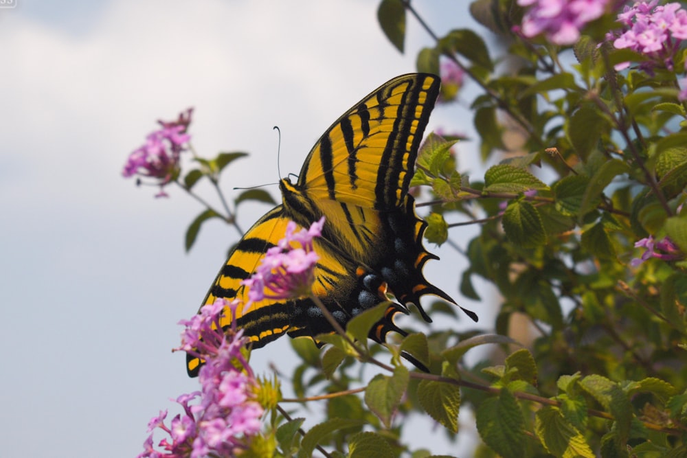 Una mariposa amarilla sentada encima de una flor púrpura