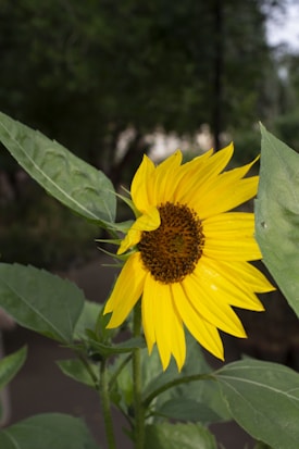 A bright yellow sunflower with a dark brown center is prominently visible against a background of green foliage. The flower appears fresh and vibrant, with several green leaves closely surrounding its stem.