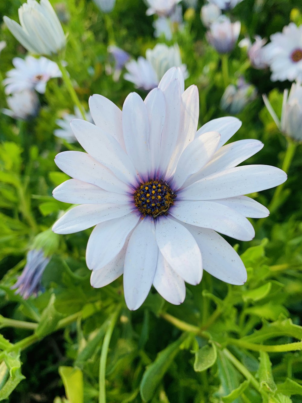 a close up of a white flower in a field