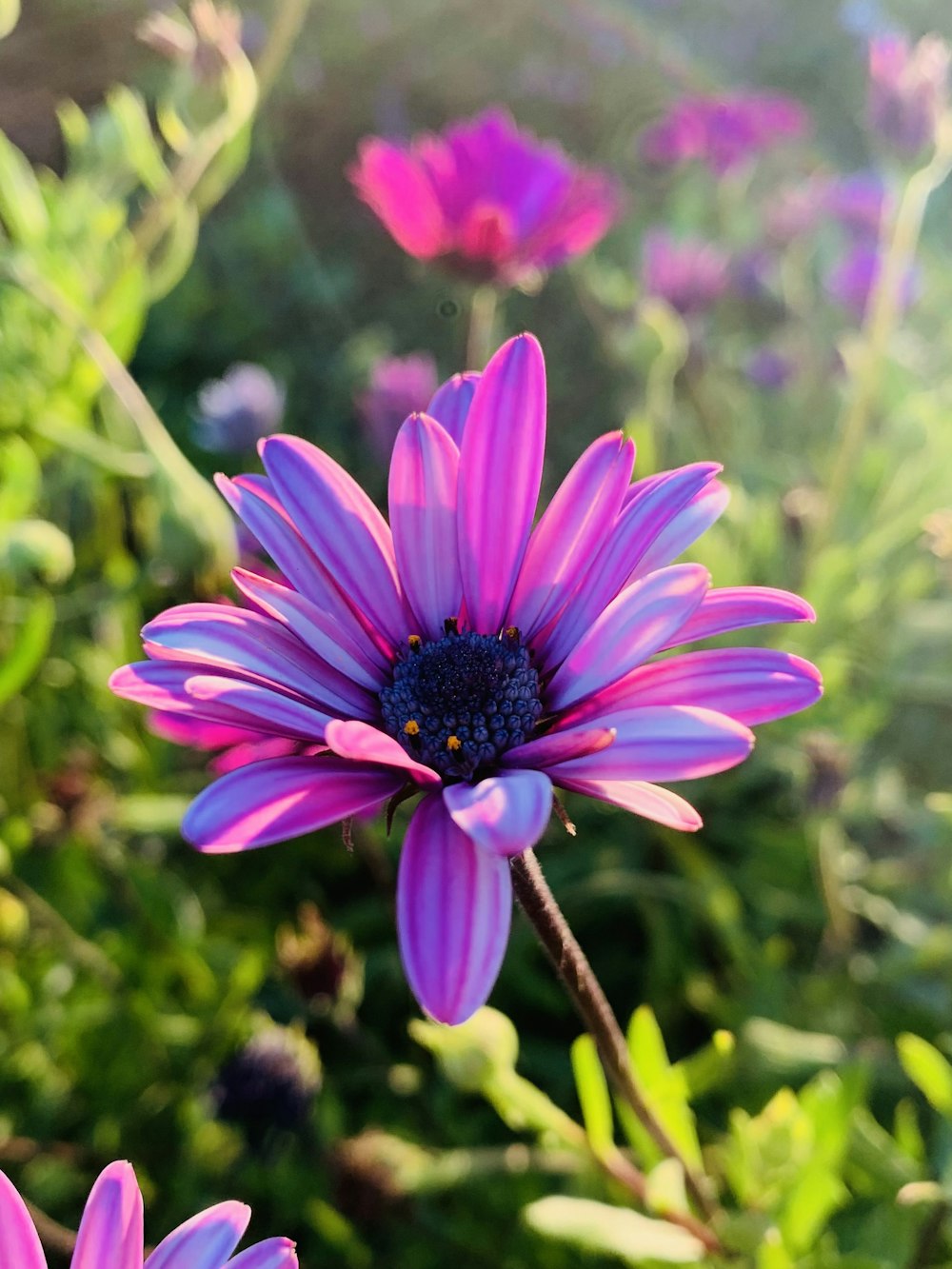 a close up of a purple flower in a field