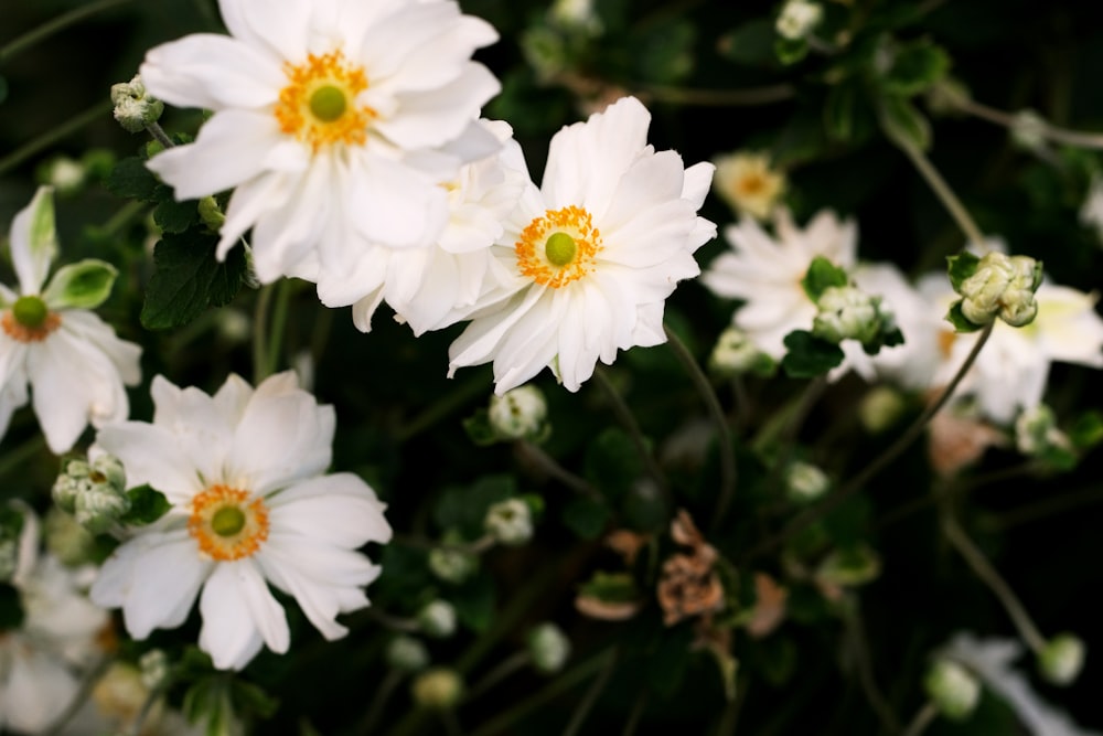 a bunch of white flowers with yellow centers