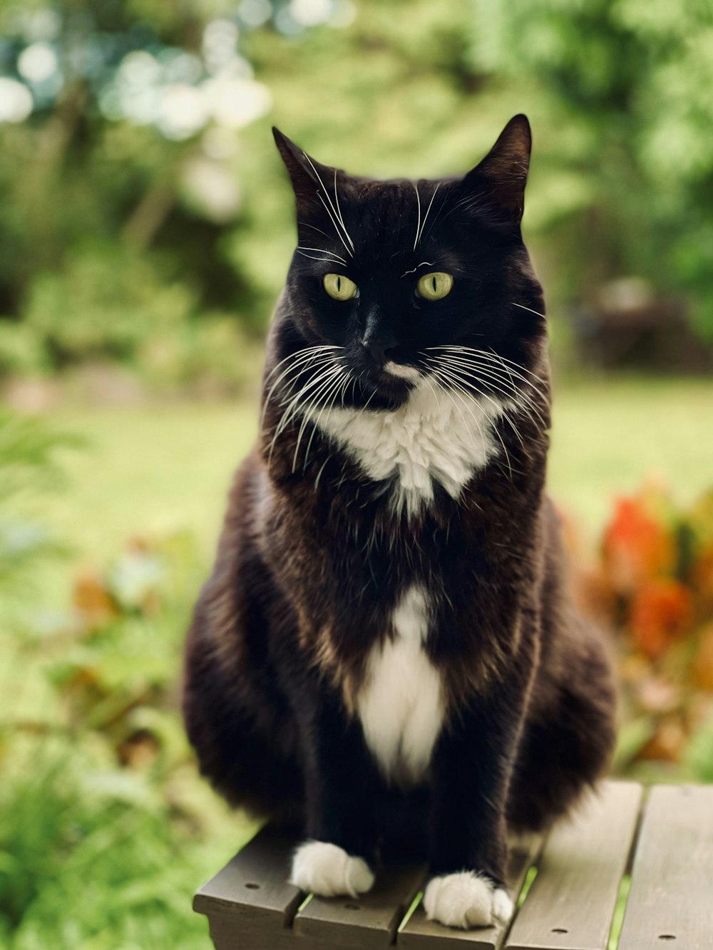 a black and white cat sitting on top of a wooden bench