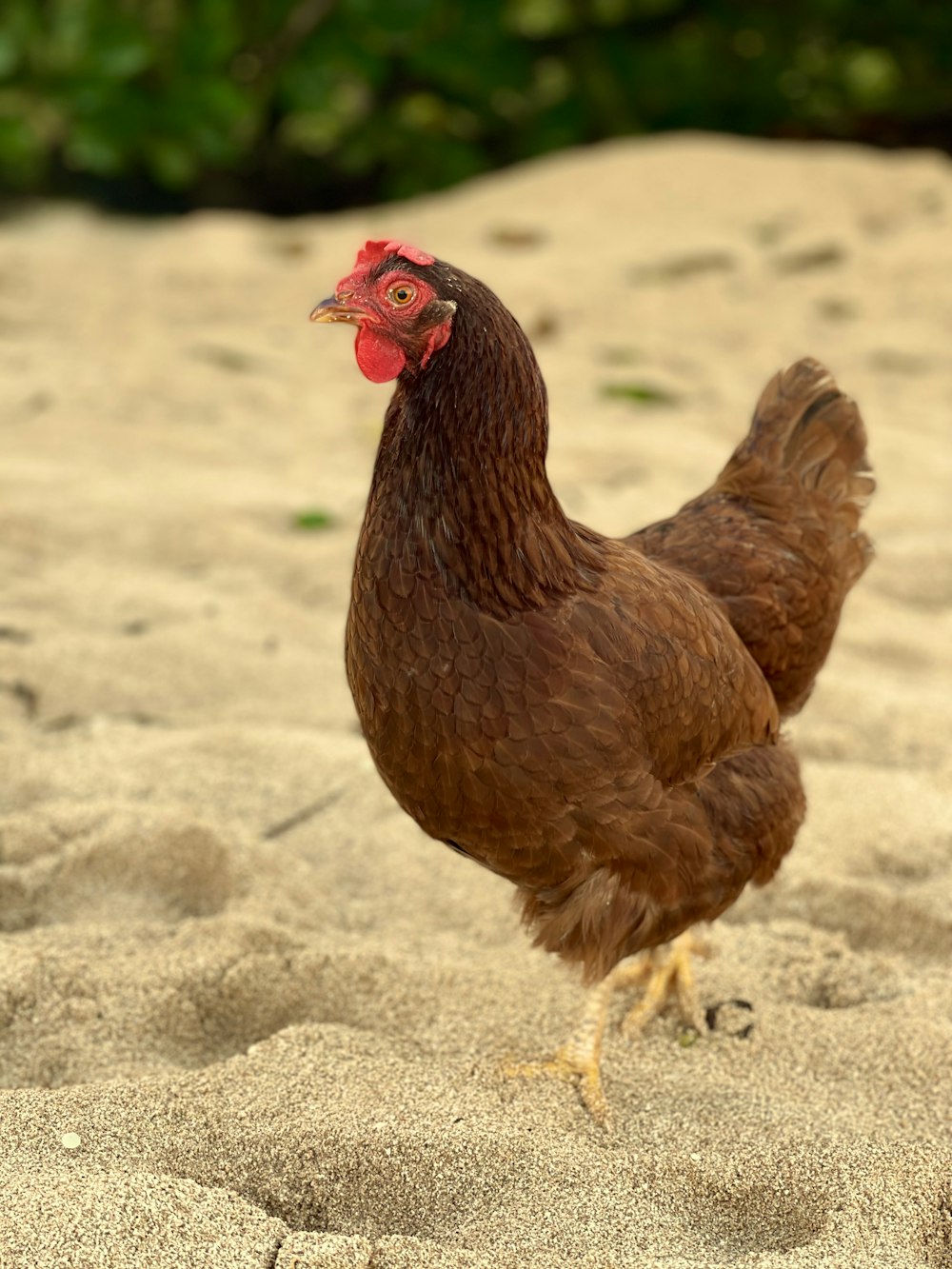 a brown chicken standing on top of a sandy beach