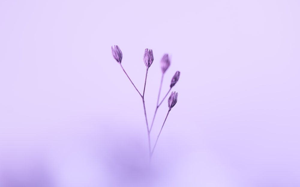 a close up of a flower on a purple background