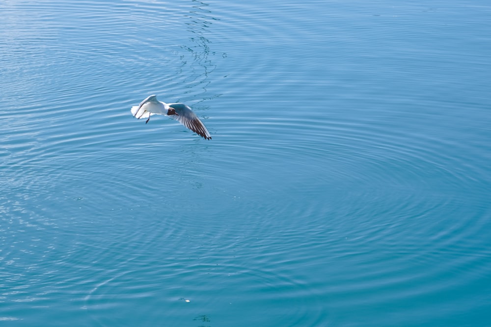 a seagull flying over a body of water