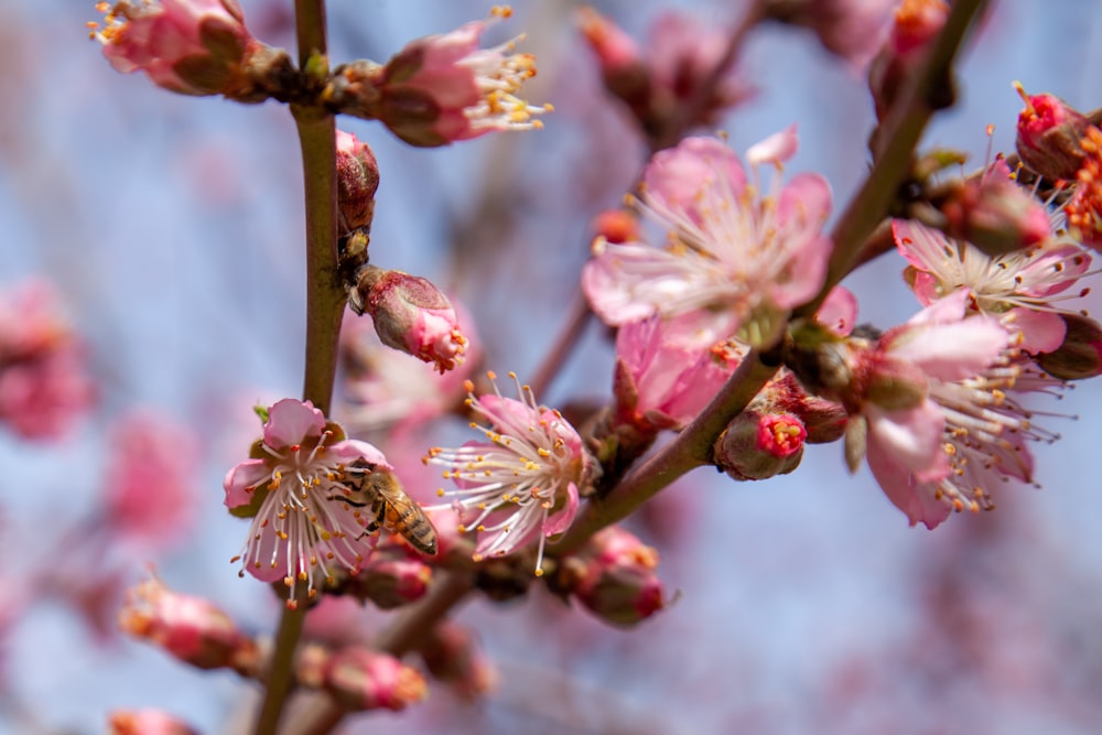 a close up of a tree with pink flowers