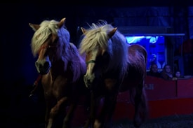Two horses with long, flowing blonde manes are standing side by side in a dimly lit setting. In the background, there are people seated in a partially visible red enclosure under blue lighting.