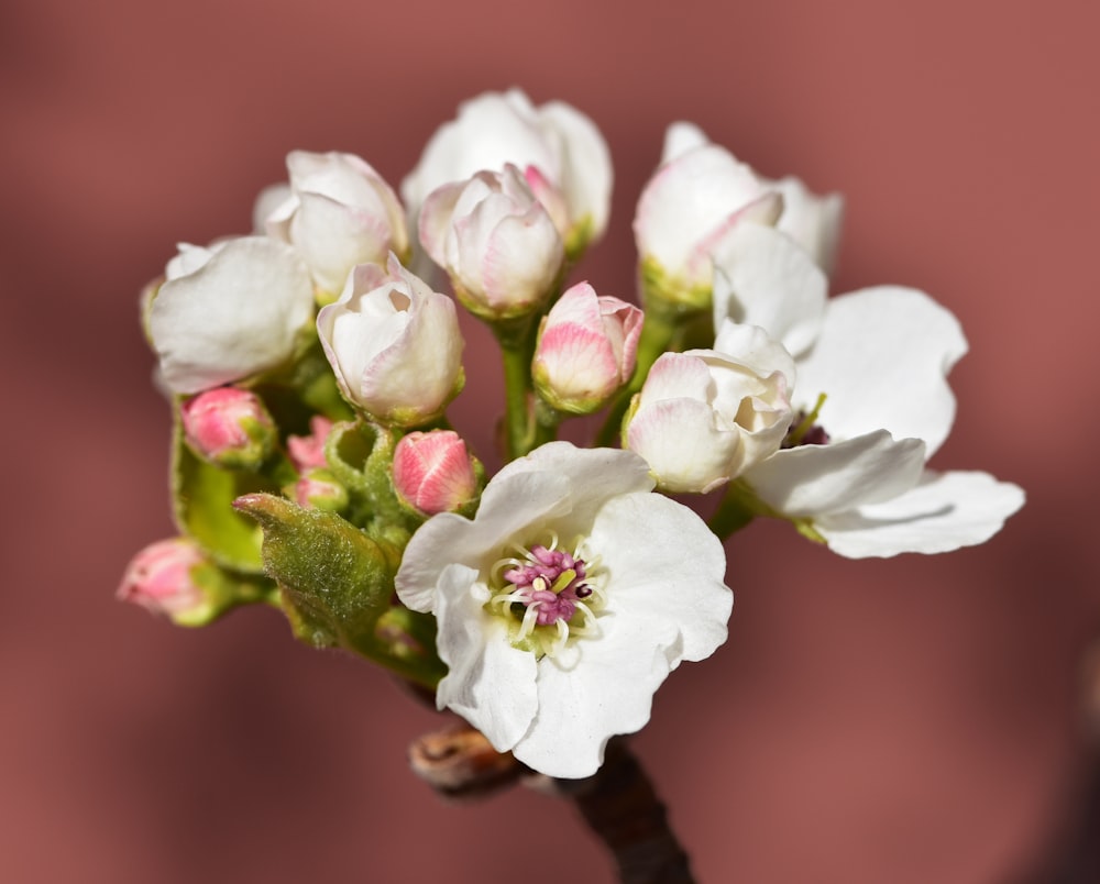 a close up of a white flower on a stem