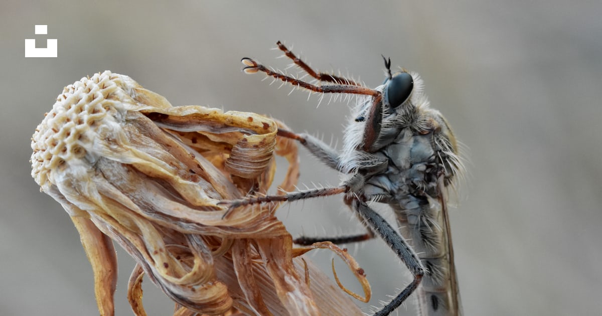 Foto Un primer plano de un insecto en una planta – Imagen Insecto ...