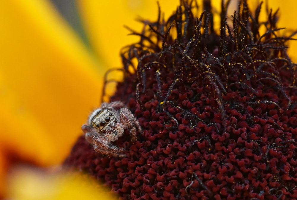 a close up of a sunflower with a bug on it