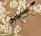 A black insect with a slender body and long legs is perched on small white flowers. The insect has a shiny head, long antennae, and transparent wings with a hint of reddish color near the tips. The flowers have small, delicate petals clustered tightly together.