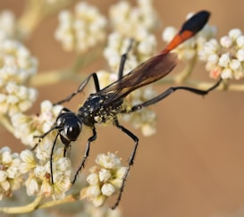 A black insect with a slender body and long legs is perched on small white flowers. The insect has a shiny head, long antennae, and transparent wings with a hint of reddish color near the tips. The flowers have small, delicate petals clustered tightly together.