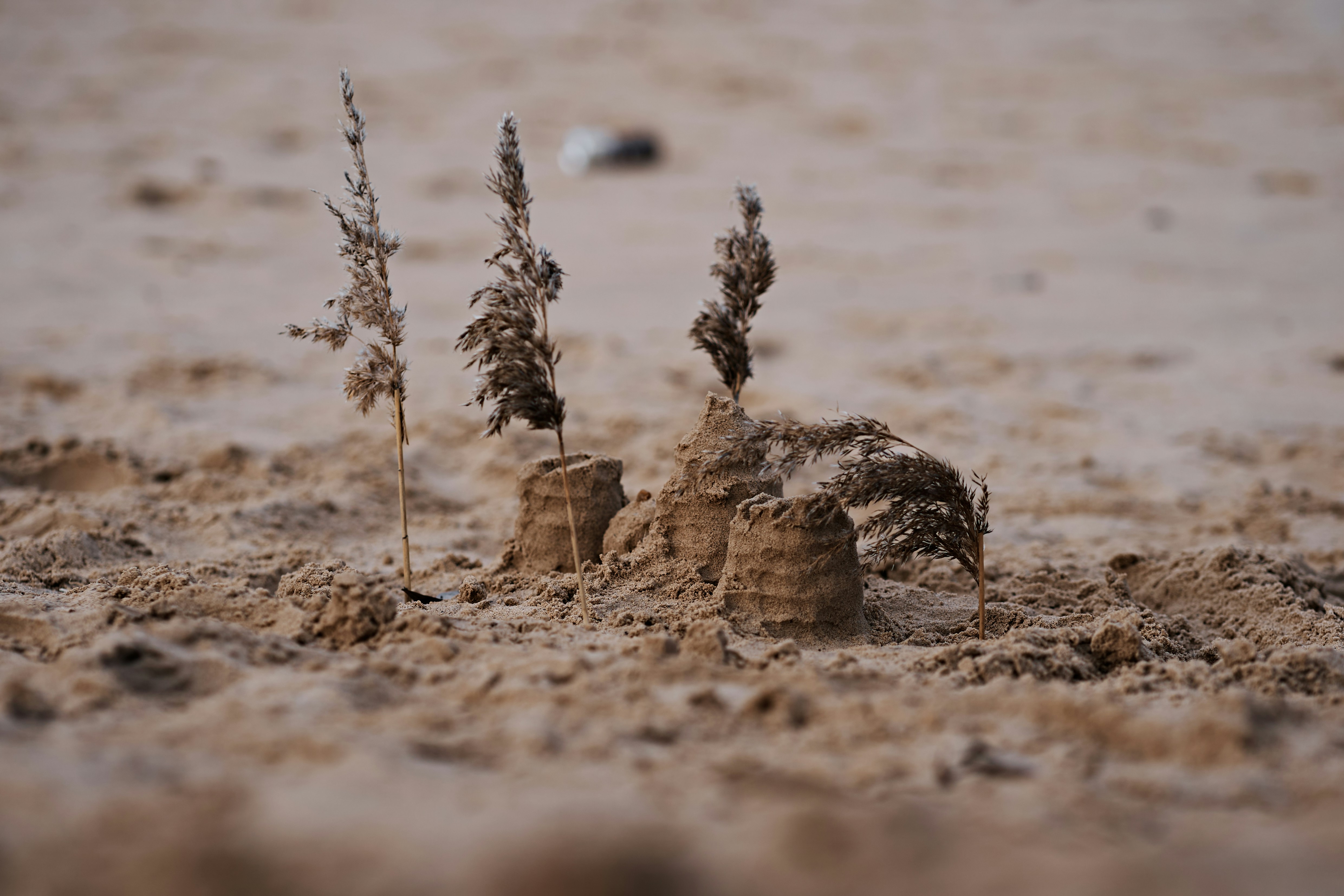 A sand castle on the beach with plants growing out of it photo  Free Beach  Image on Unsplash