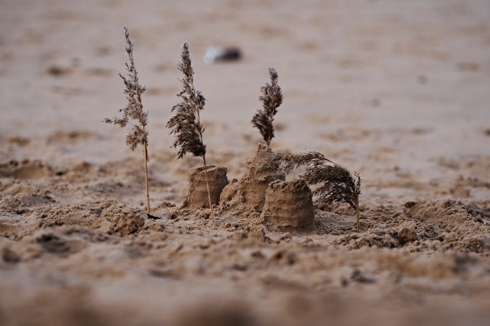 a sand castle on the beach with plants growing out of it