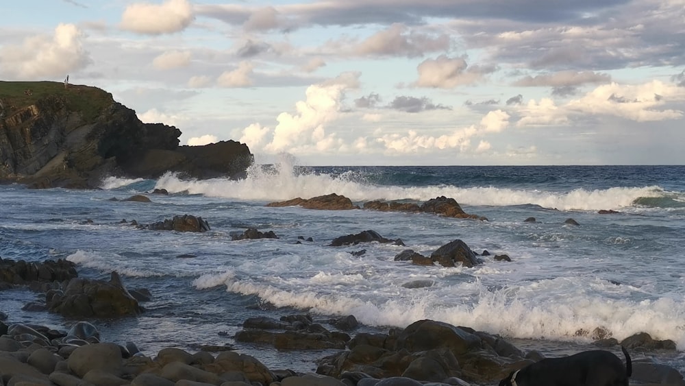 a dog standing on top of a rocky beach next to the ocean