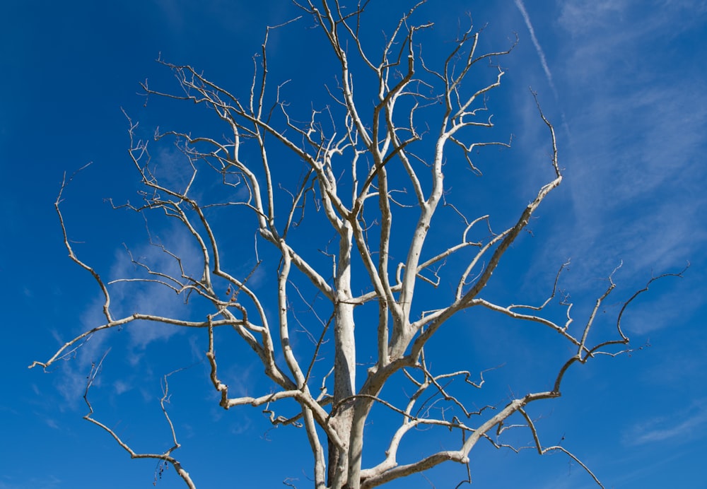 a bare tree with no leaves and a blue sky in the background