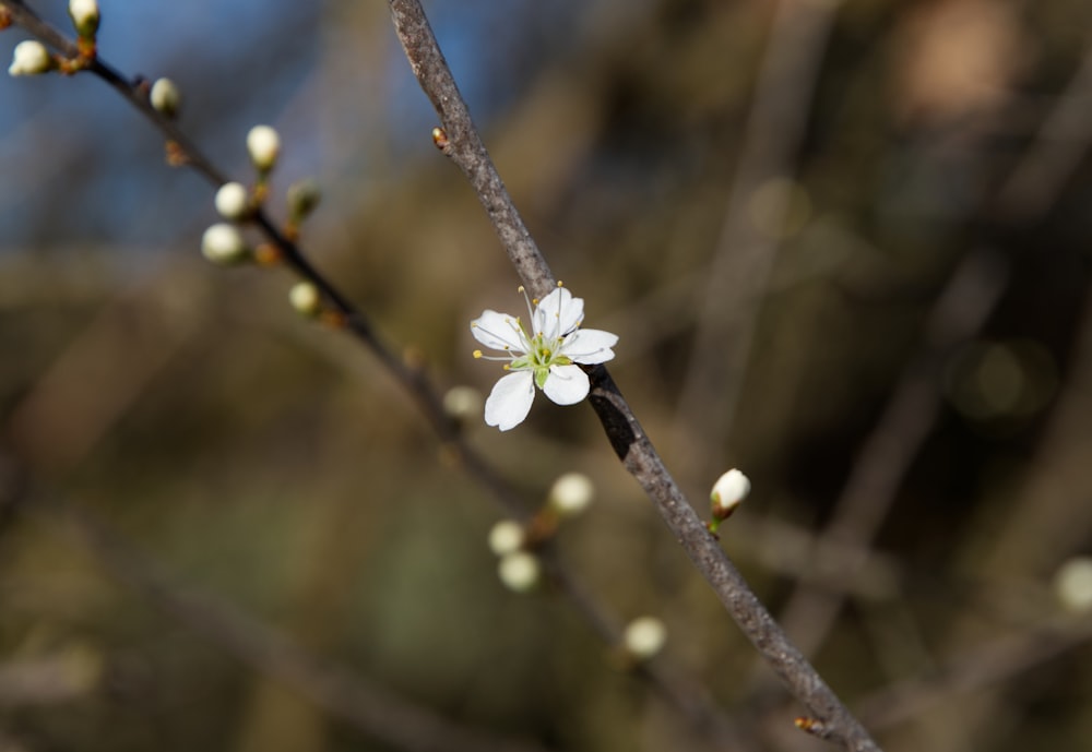 a small white flower on a tree branch