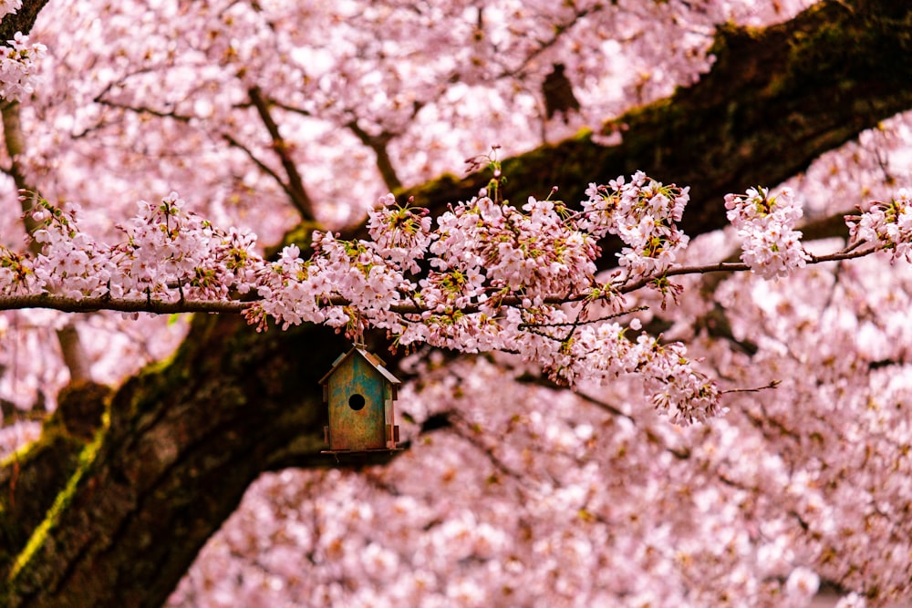 a birdhouse hanging from a branch of a cherry blossom tree