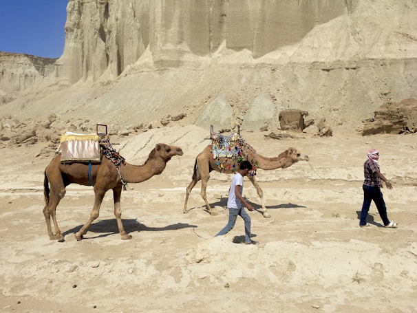 Colorful camels adorned with traditional Rajasthani decorations in the desert