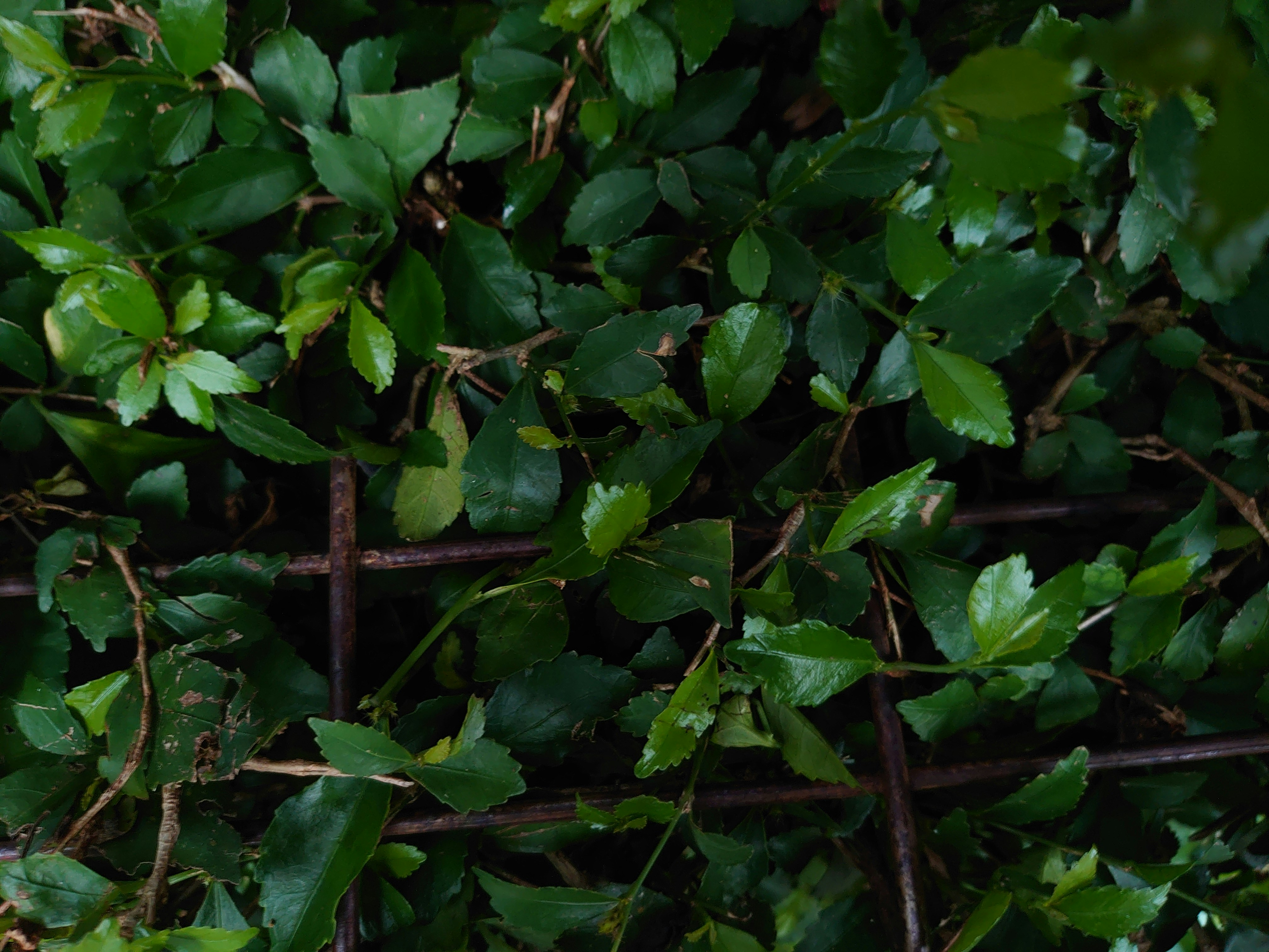 Photo by ozthemortal