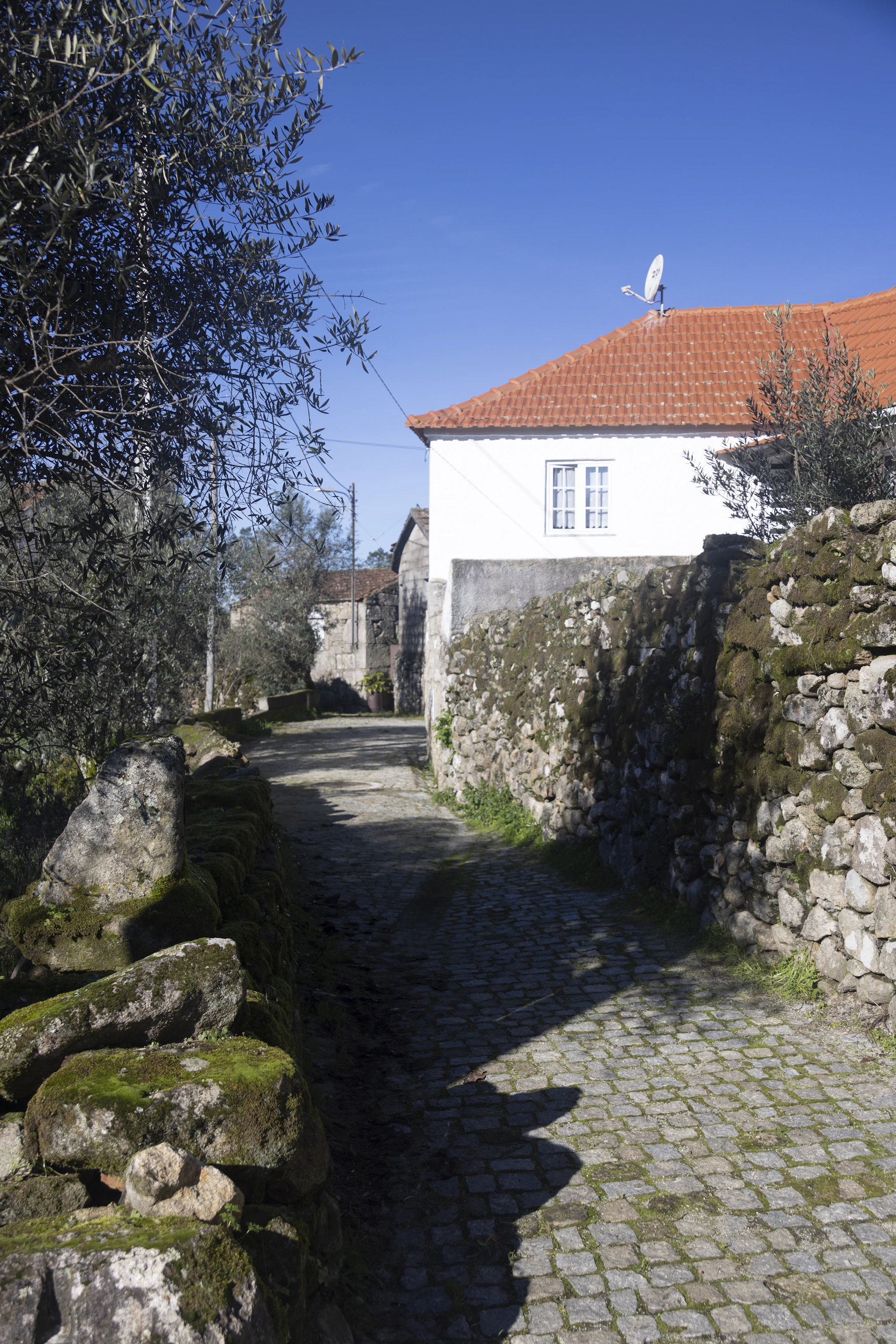 The lush garden of Quinta das 3 Noras with olive trees and a stone pathway leading to the charming farmhouse.
