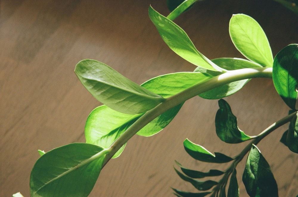 Un primer plano de una planta verde sobre una mesa