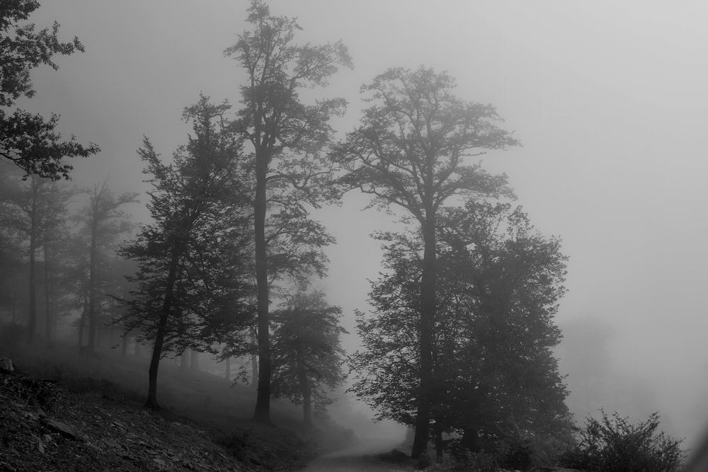 a foggy forest filled with lots of trees