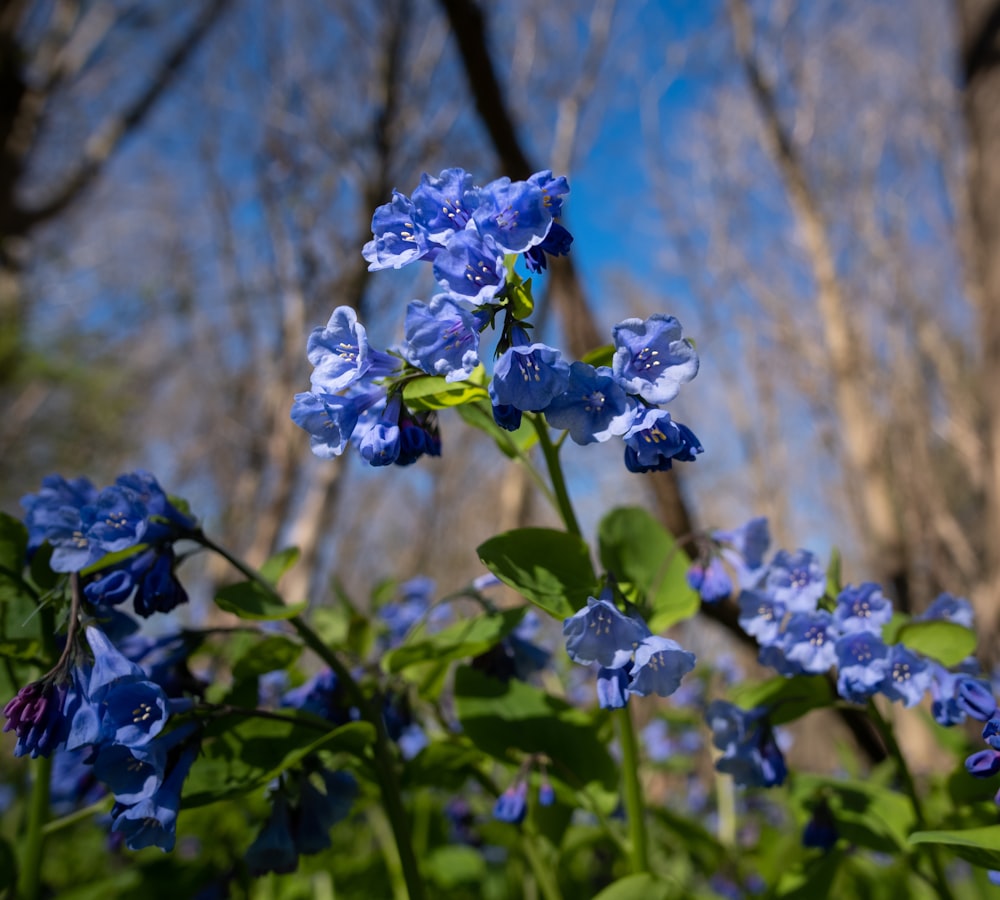 a bunch of blue flowers that are in the grass