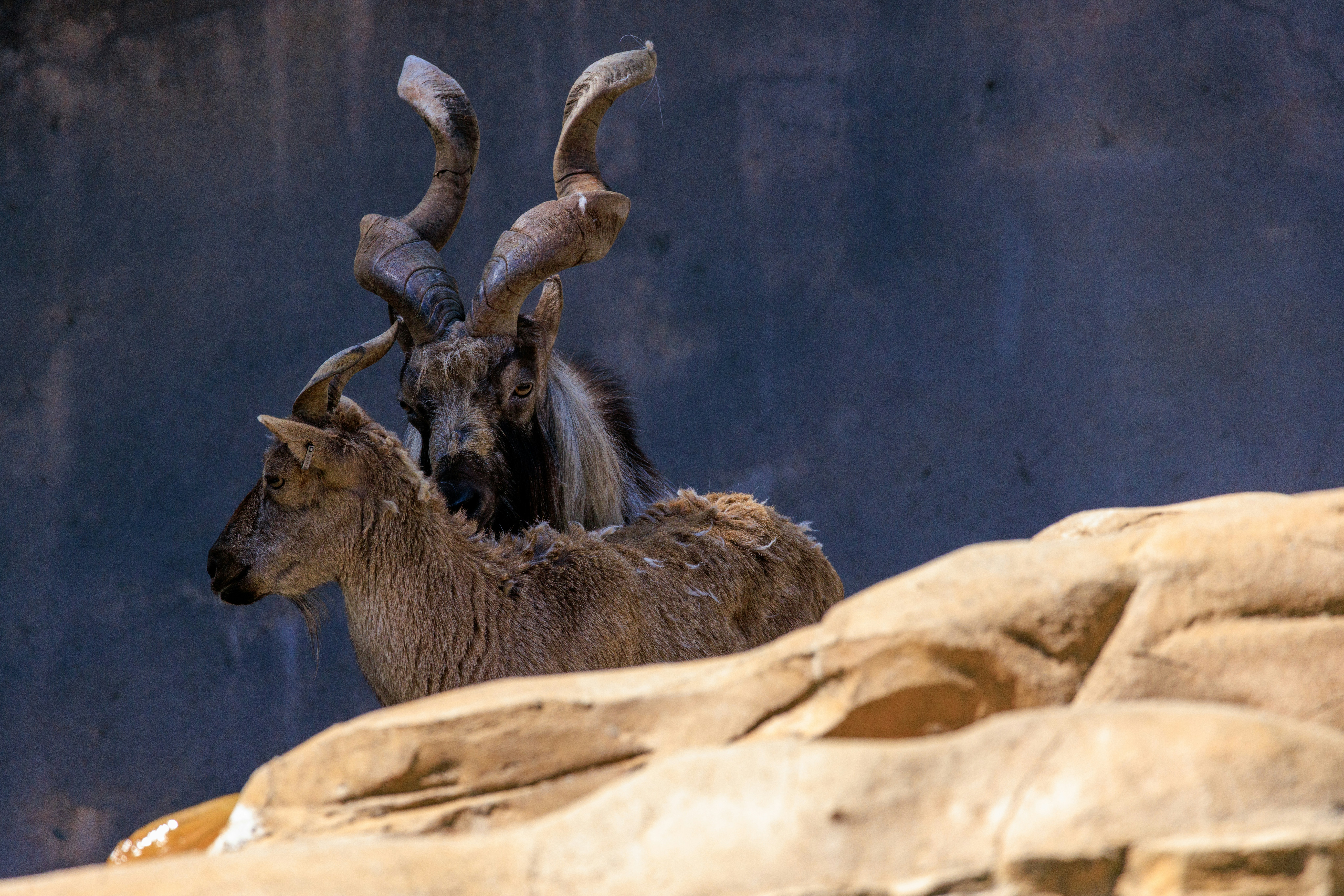 markhor