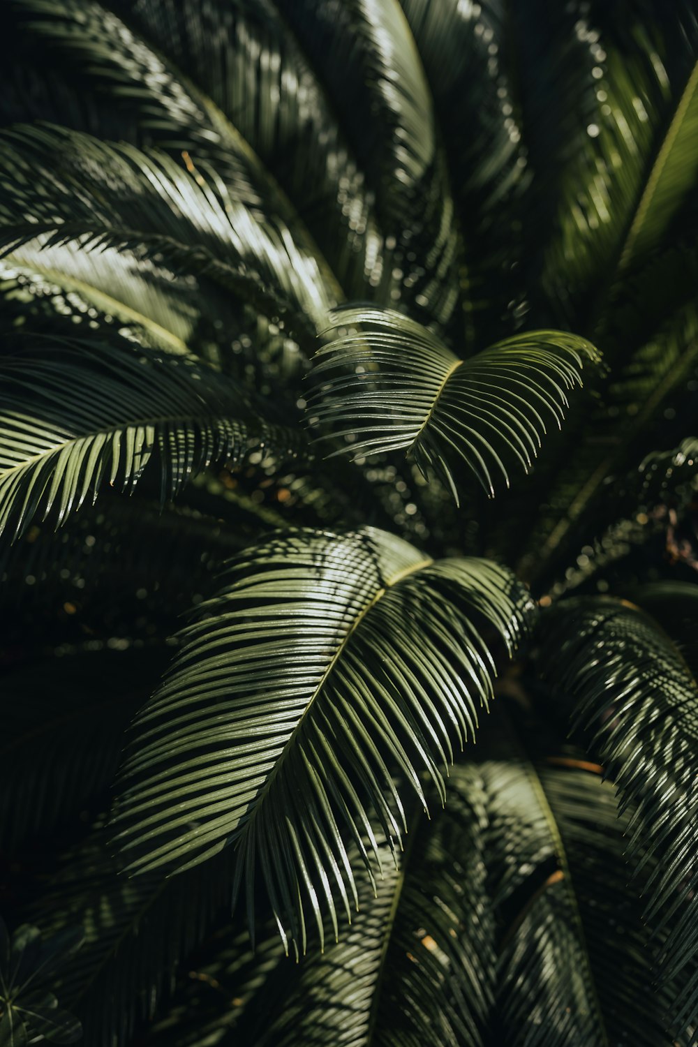 a close up of a palm tree with lots of leaves