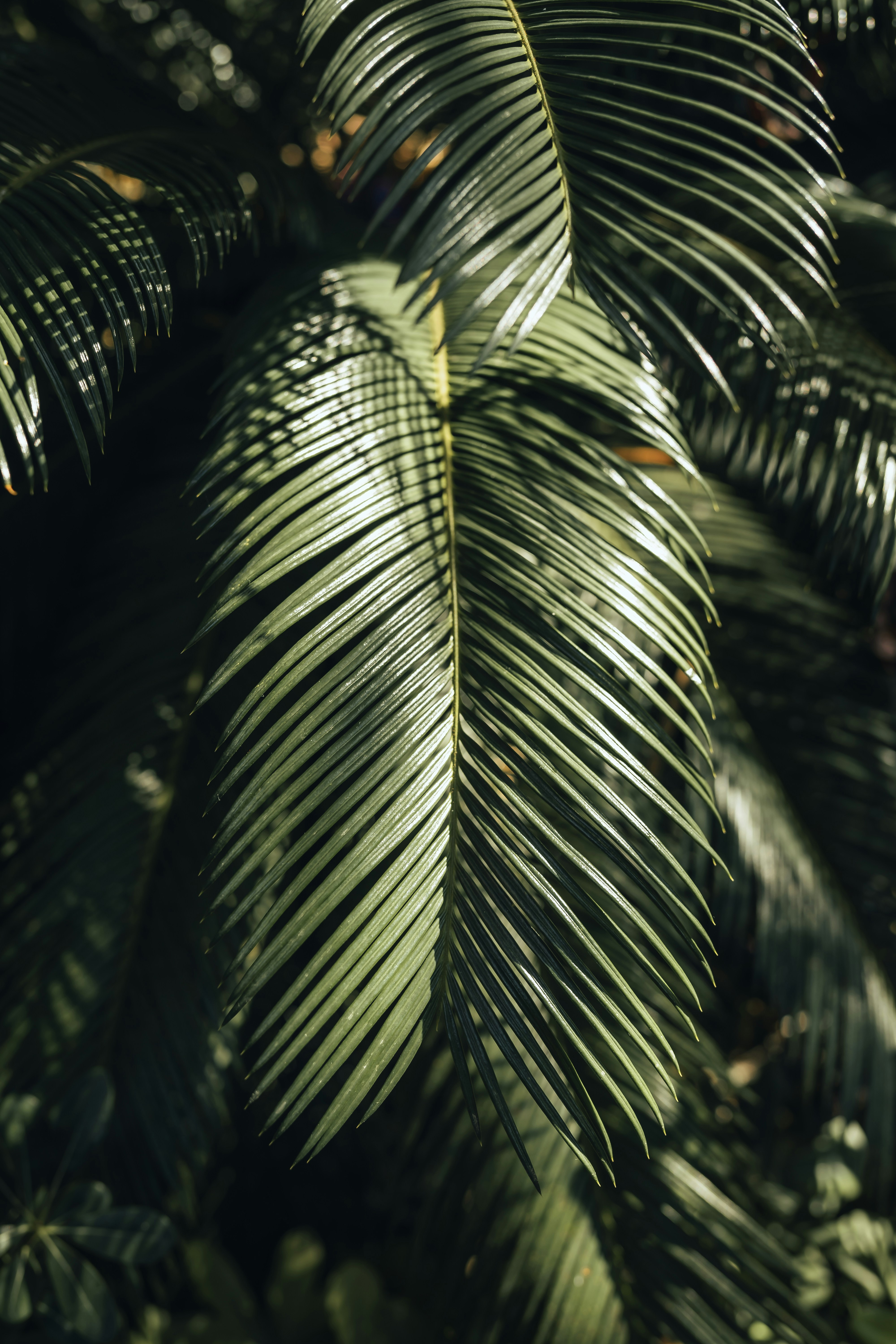 Photo by caspersomia