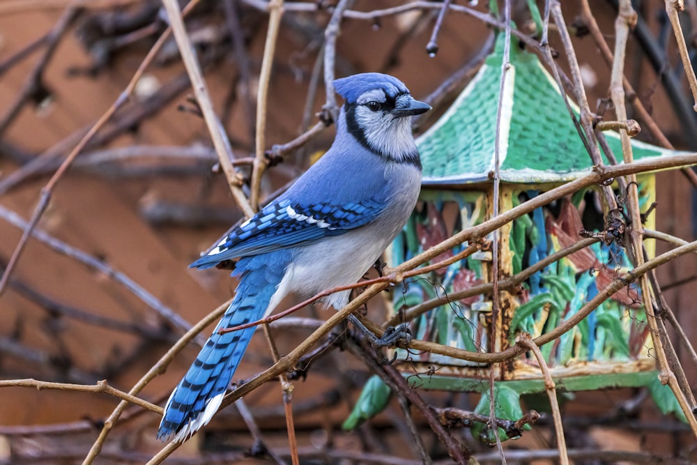 a blue bird perched on a branch next to a birdhouse