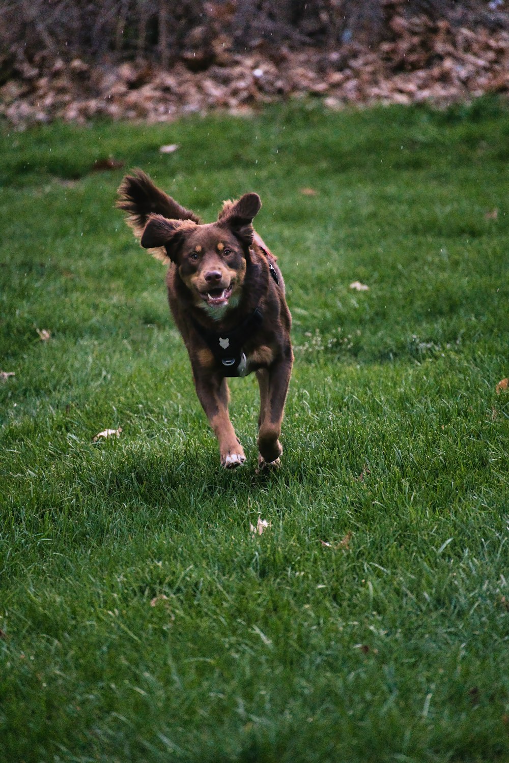 a dog running in the grass with a frisbee in its mouth