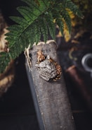 An ornate wolf-shaped metal brooch is pinned to an aged book with the title partly visible under a large fern leaf. The setting has an earthy and rustic ambiance, with the brooch adorned by small rose details.