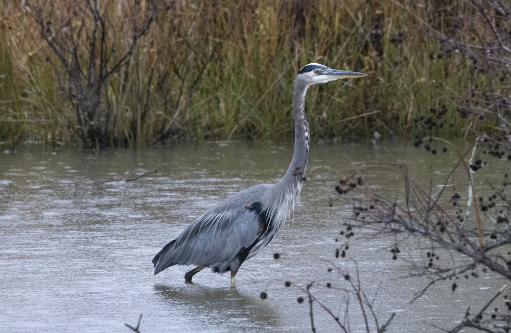 a large bird standing in a body of water
