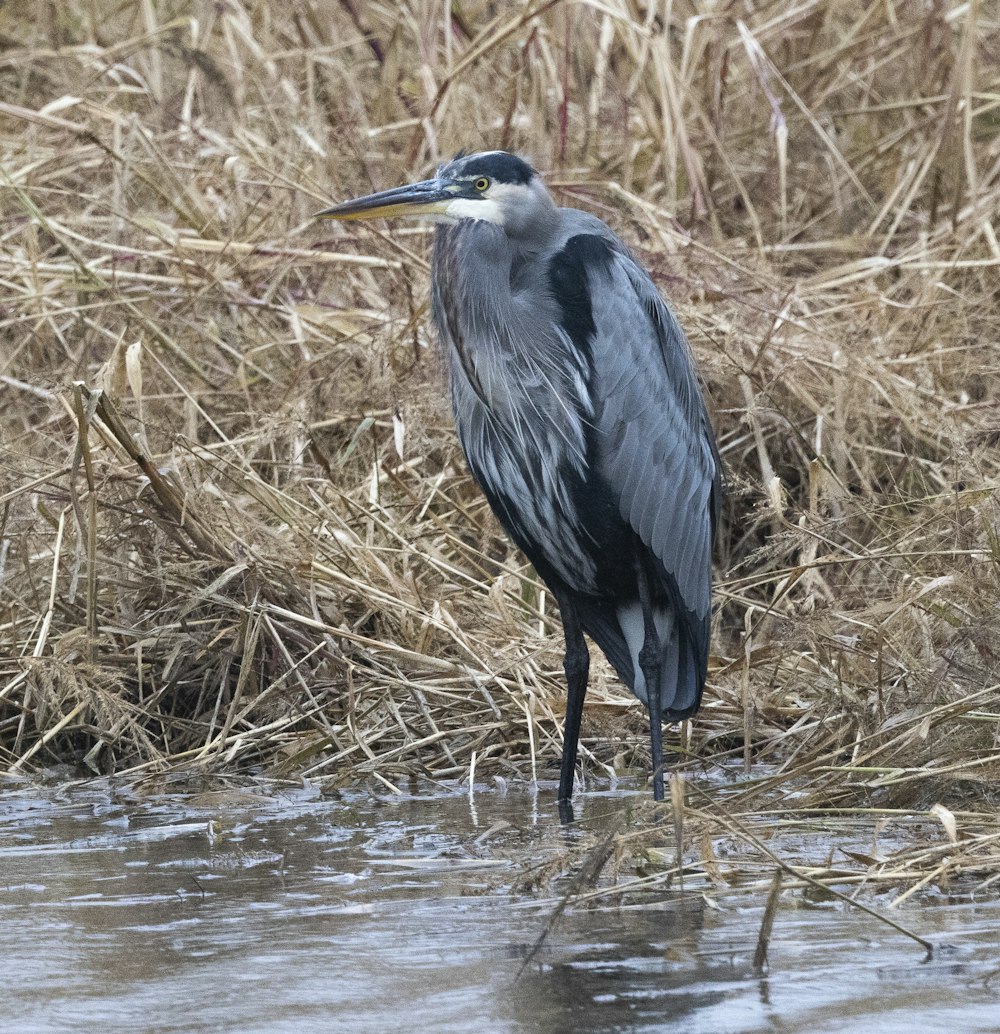 Ein Vogel steht in einem Gewässer