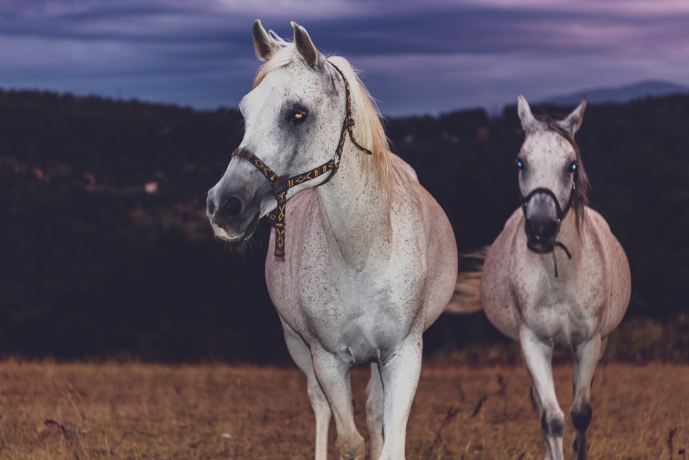 dois cavalos brancos de pé um ao lado do outro em um campo