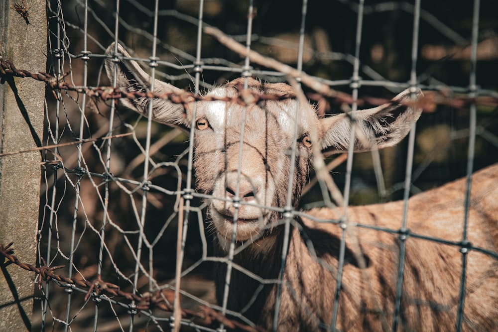 a goat is looking through a wire fence